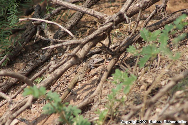 Marbled Whiptail (Aspidoscelis marmorata)