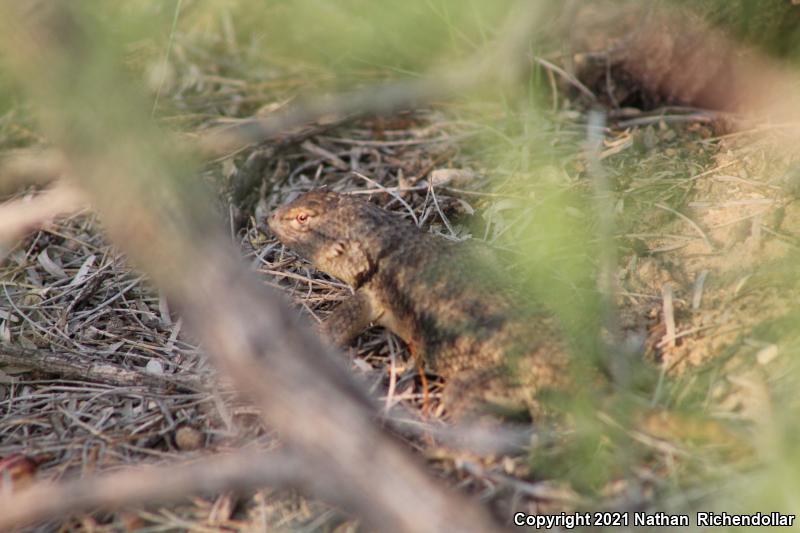 Twin-spotted Spiny Lizard (Sceloporus bimaculosus)