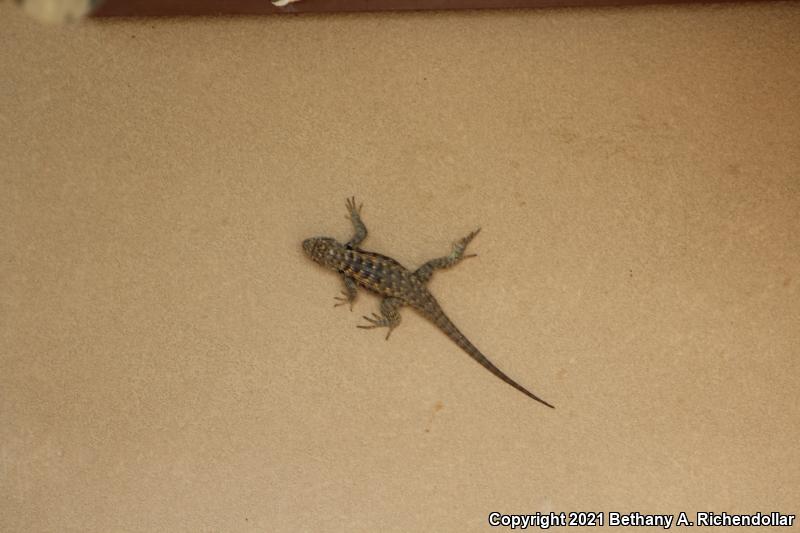 Twin-spotted Spiny Lizard (Sceloporus bimaculosus)