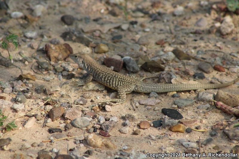 Marbled Whiptail (Aspidoscelis marmorata)