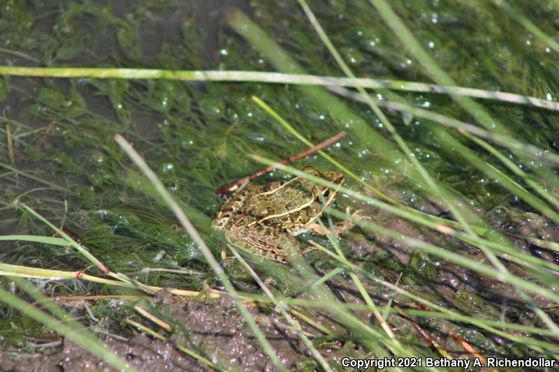 Plains Leopard Frog (Lithobates blairi)