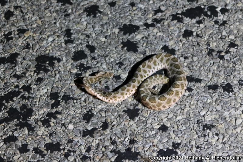 Western Massasauga (Sistrurus catenatus tergeminus)