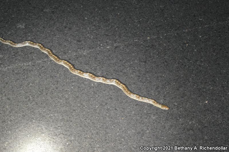 Painted Desert Glossy Snake (Arizona elegans philipi)