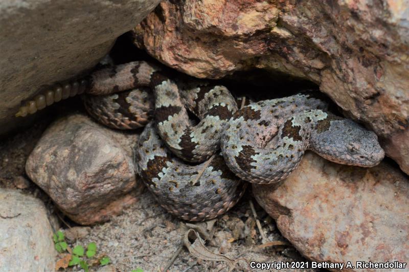 Banded Rock Rattlesnake (Crotalus lepidus klauberi)