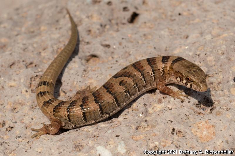 Madrean Alligator Lizard (Elgaria kingii)