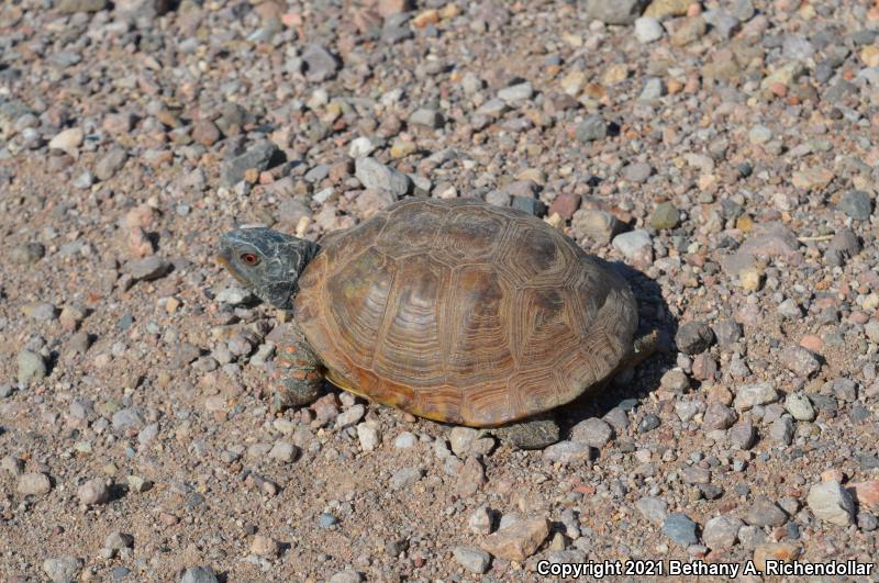 Desert Box Turtle (Terrapene ornata luteola)