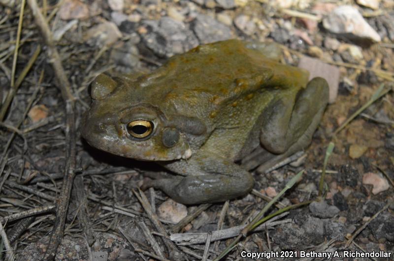 Sonoran Desert Toad (Ollotis alvaria)