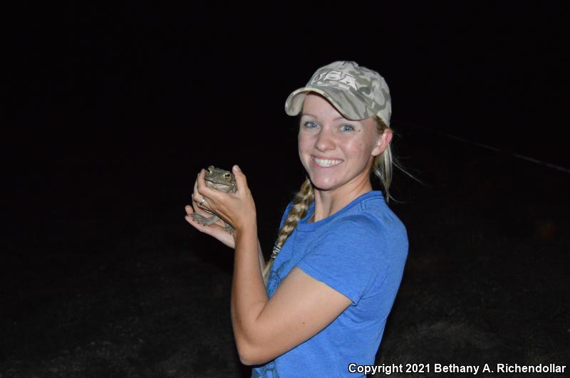 Sonoran Desert Toad (Ollotis alvaria)