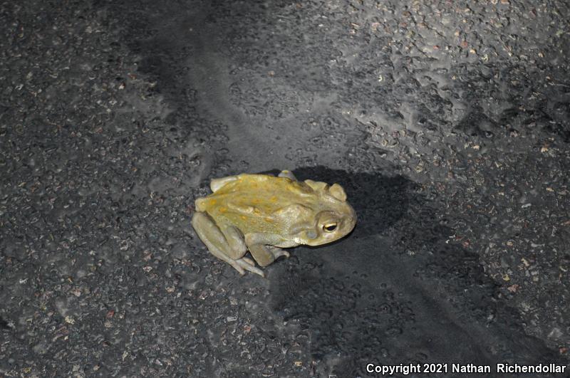 Sonoran Desert Toad (Ollotis alvaria)