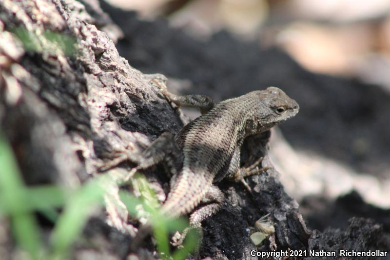 Striped Plateau Lizard (Sceloporus virgatus)