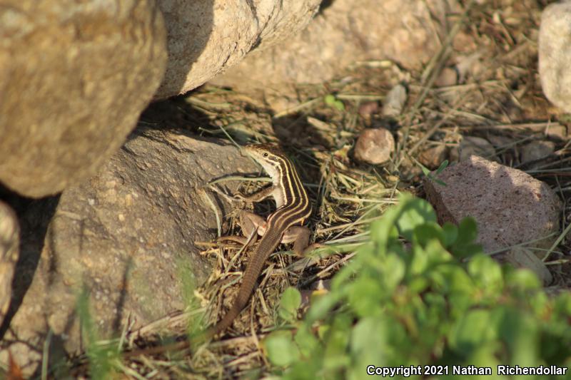 Desert Grassland Whiptail (Aspidoscelis uniparens)