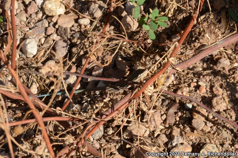 Desert Grassland Whiptail (Aspidoscelis uniparens)