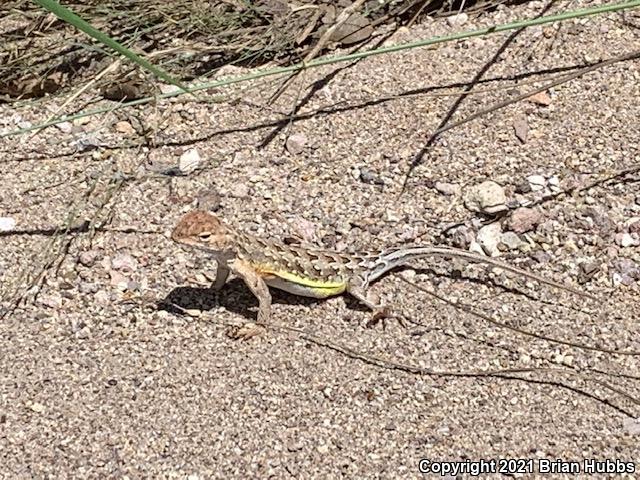 Canyon Earless Lizard (Holbrookia elegans elegans)