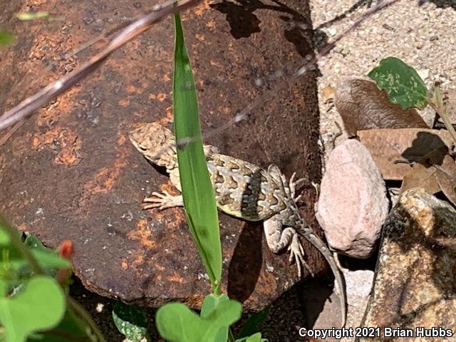 Canyon Earless Lizard (Holbrookia elegans elegans)