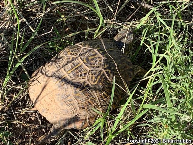 Desert Box Turtle (Terrapene ornata luteola)