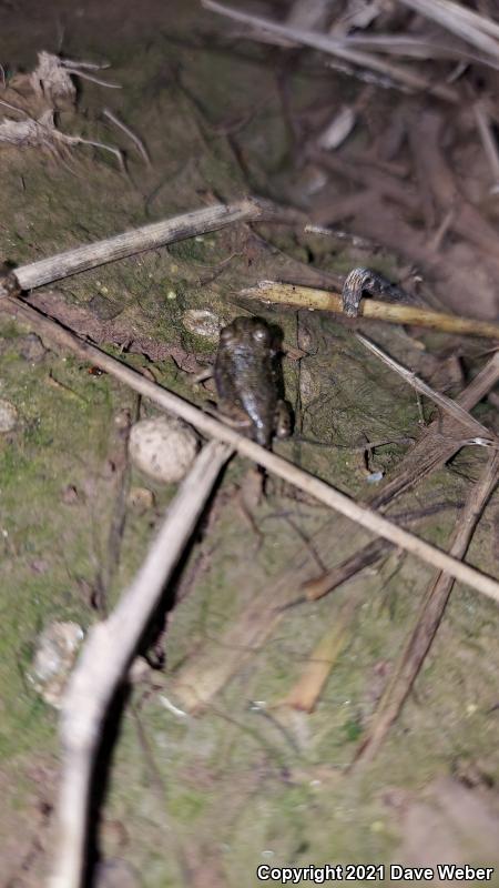 Great Plains Toad (Anaxyrus cognatus)