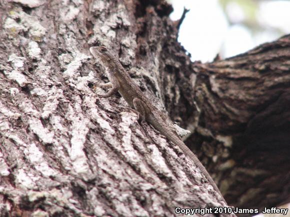 Texas Spiny Lizard (Sceloporus olivaceus)