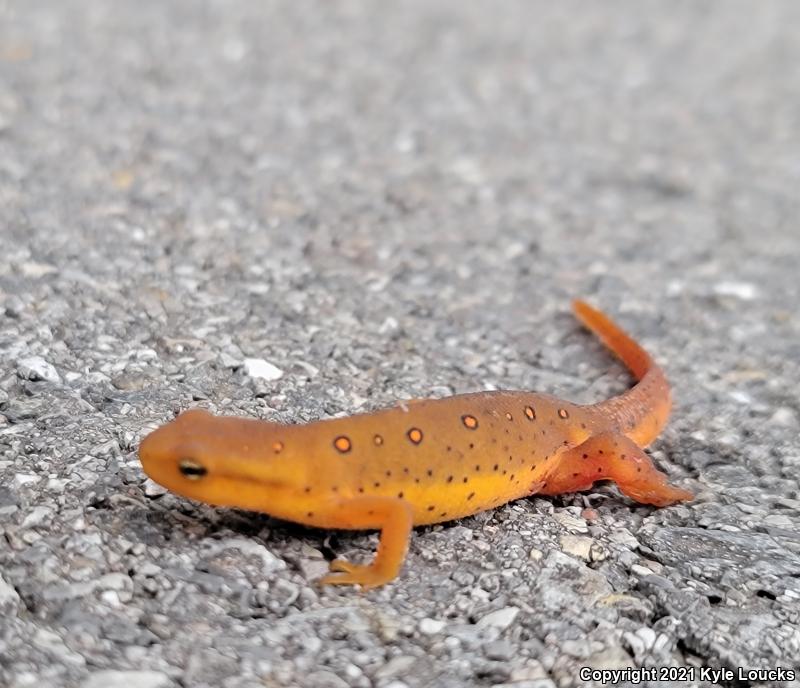 Red-Spotted Newt (Notophthalmus viridescens viridescens)