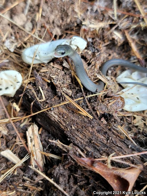 Eastern Smooth Greensnake (Opheodrys vernalis vernalis)