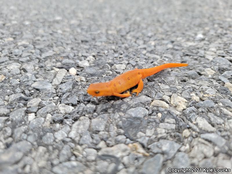 Red-Spotted Newt (Notophthalmus viridescens viridescens)