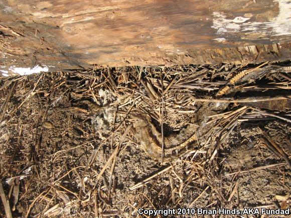 Southern Pacific Rattlesnake (Crotalus oreganus helleri)