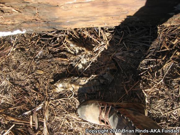 Southern Pacific Rattlesnake (Crotalus oreganus helleri)