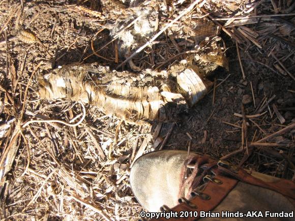 Southern Pacific Rattlesnake (Crotalus oreganus helleri)