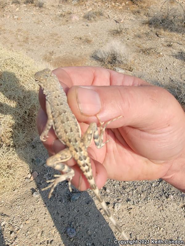 Western Zebra-tailed Lizard (Callisaurus draconoides rhodostictus)