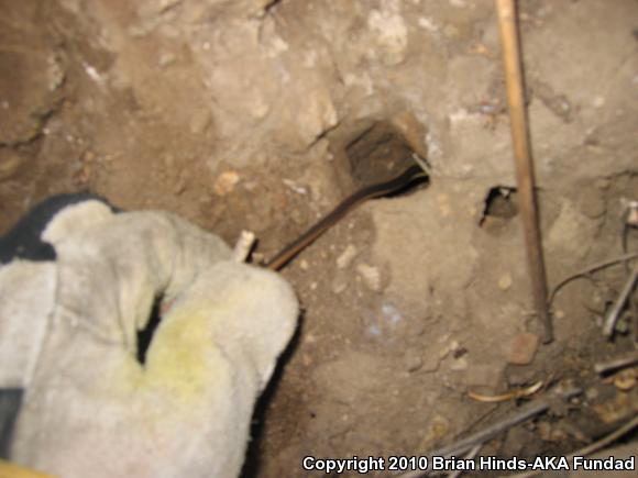 California Striped Racer (Coluber lateralis lateralis)