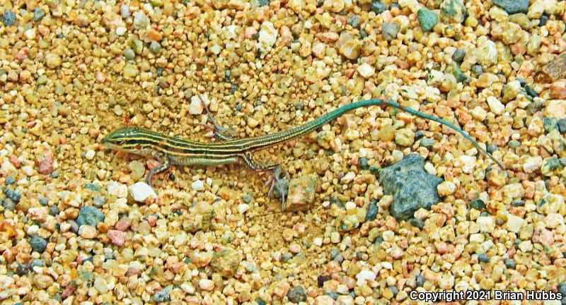 Plateau Striped Whiptail (Aspidoscelis velox)