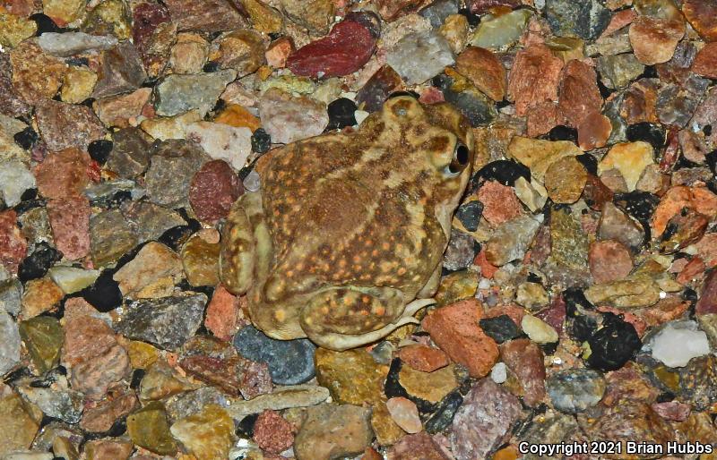 Plains Spadefoot (Spea bombifrons)