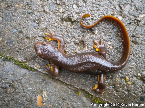 Rough-skinned Newt (Taricha granulosa)