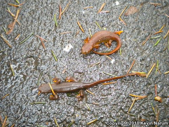 Rough-skinned Newt (Taricha granulosa)