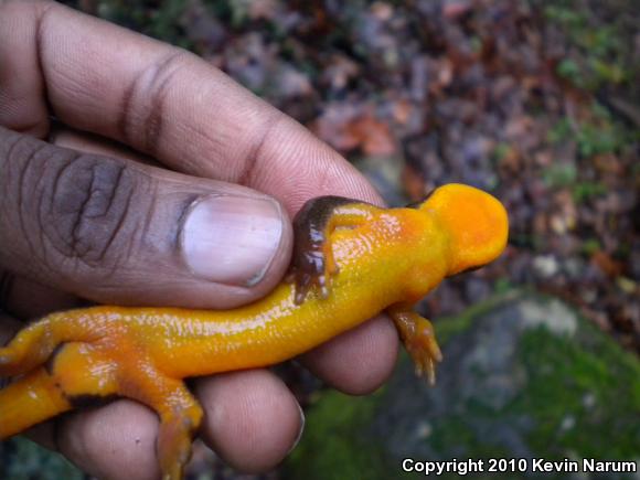 Rough-skinned Newt (Taricha granulosa)