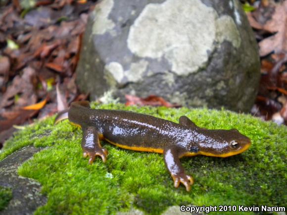 Rough-skinned Newt (Taricha granulosa)