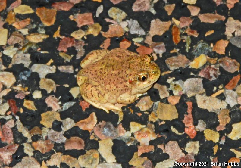 Mexican Spadefoot (Spea multiplicata)