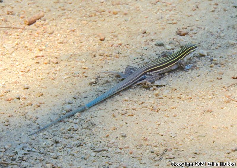 Plateau Striped Whiptail (Aspidoscelis velox)