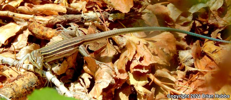 Plateau Striped Whiptail (Aspidoscelis velox)