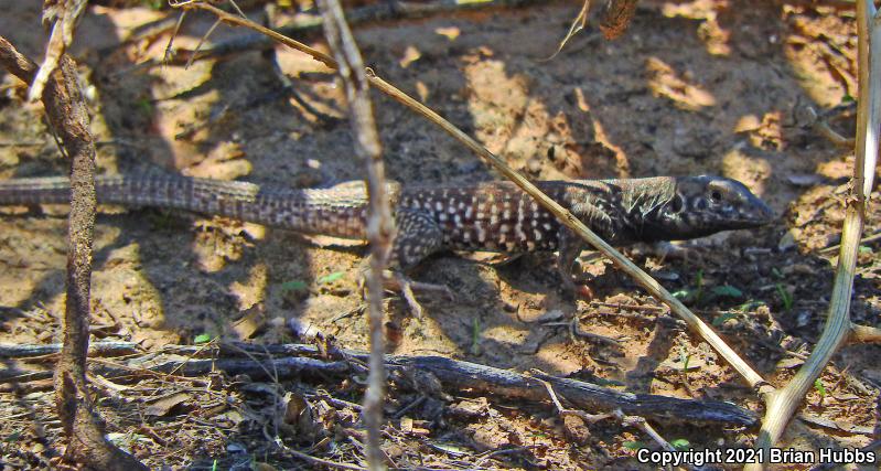 Southern Whiptail (Aspidoscelis tigris punctilinealis)