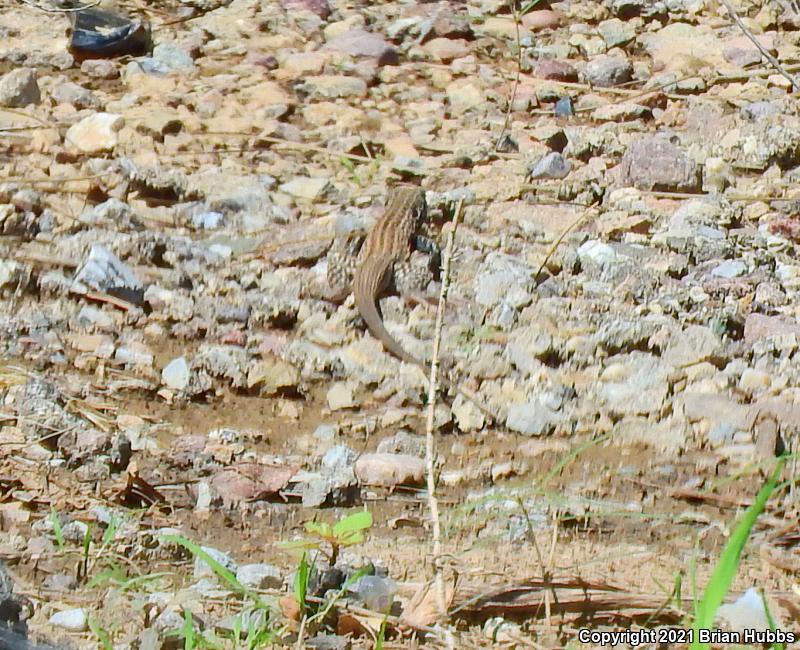 Southern Whiptail (Aspidoscelis tigris punctilinealis)