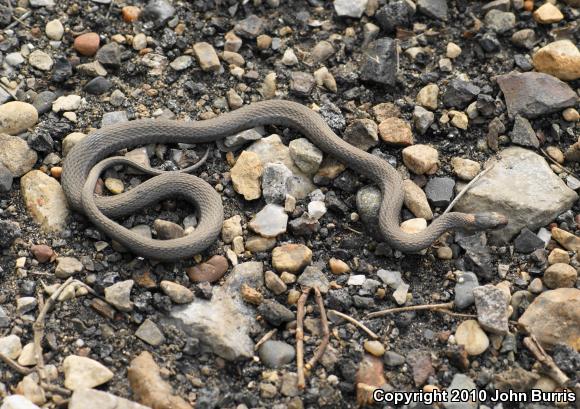 Northern Red-bellied Snake (Storeria occipitomaculata occipitomaculata)