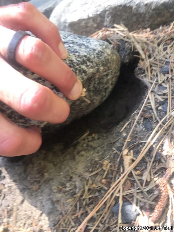 Western Skink (Plestiodon skiltonianus skiltonianus)