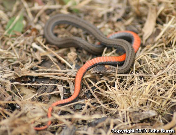 Northern Red-bellied Snake (Storeria occipitomaculata occipitomaculata)