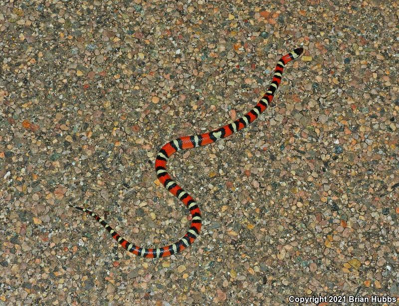 New Mexico Milksnake (Lampropeltis triangulum celaenops)