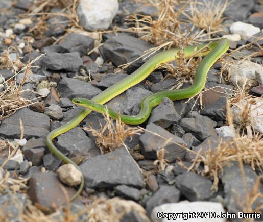 Smooth Greensnake (Opheodrys vernalis)