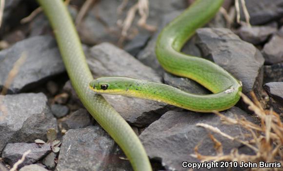 Smooth Greensnake (Opheodrys vernalis)