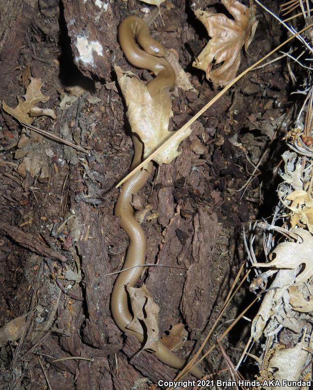 Southern Rubber Boa (Charina umbratica)