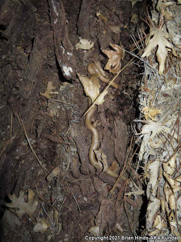 Southern Rubber Boa (Charina umbratica)