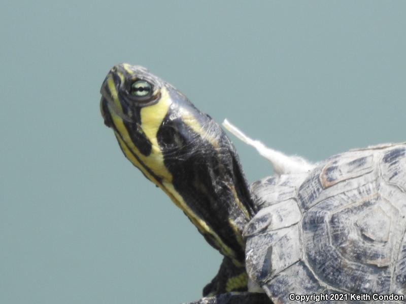 Yellow-bellied Slider (Trachemys scripta scripta)