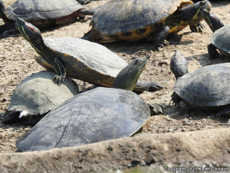 Spiny Softshell (Apalone spinifera)